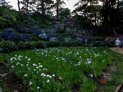 小田原城あじさい花菖蒲まつり