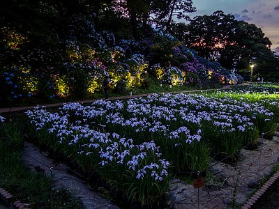 小田原城あじさい花菖蒲まつり