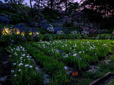 小田原城あじさい花菖蒲まつり