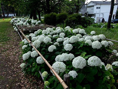 小田原城あじさい花菖蒲まつり