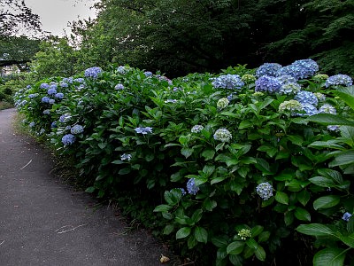 小田原城あじさい花菖蒲まつり
