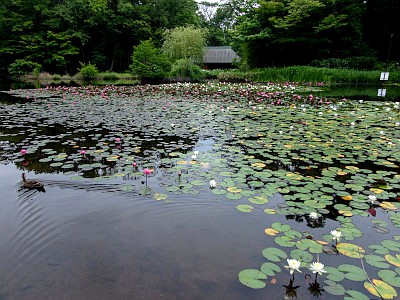 せせらぎ公園 古民家